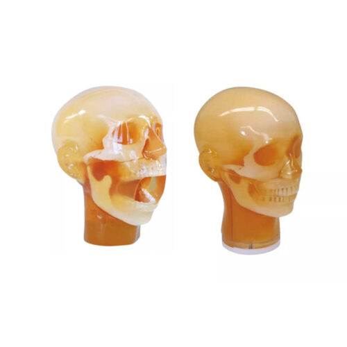 Cabezas fantasma para rayos X para entrenamiento en radiología y odontología