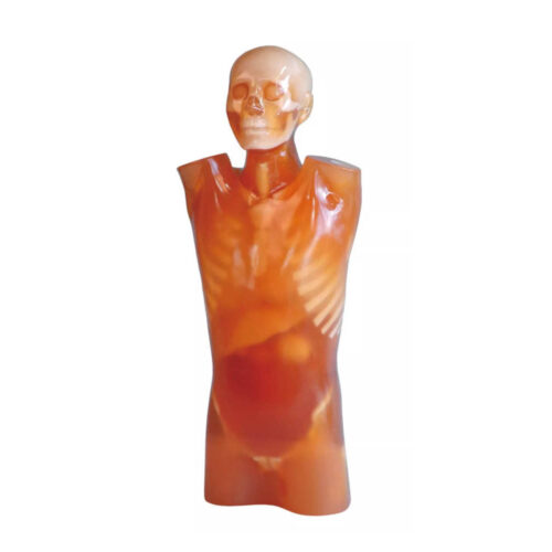 Fantoma de torso para tomografía computarizada (TC)