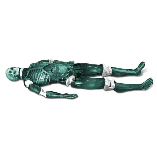 Maniquí de cuerpo completo para adultos compatible con rayos X marca erler zimmer