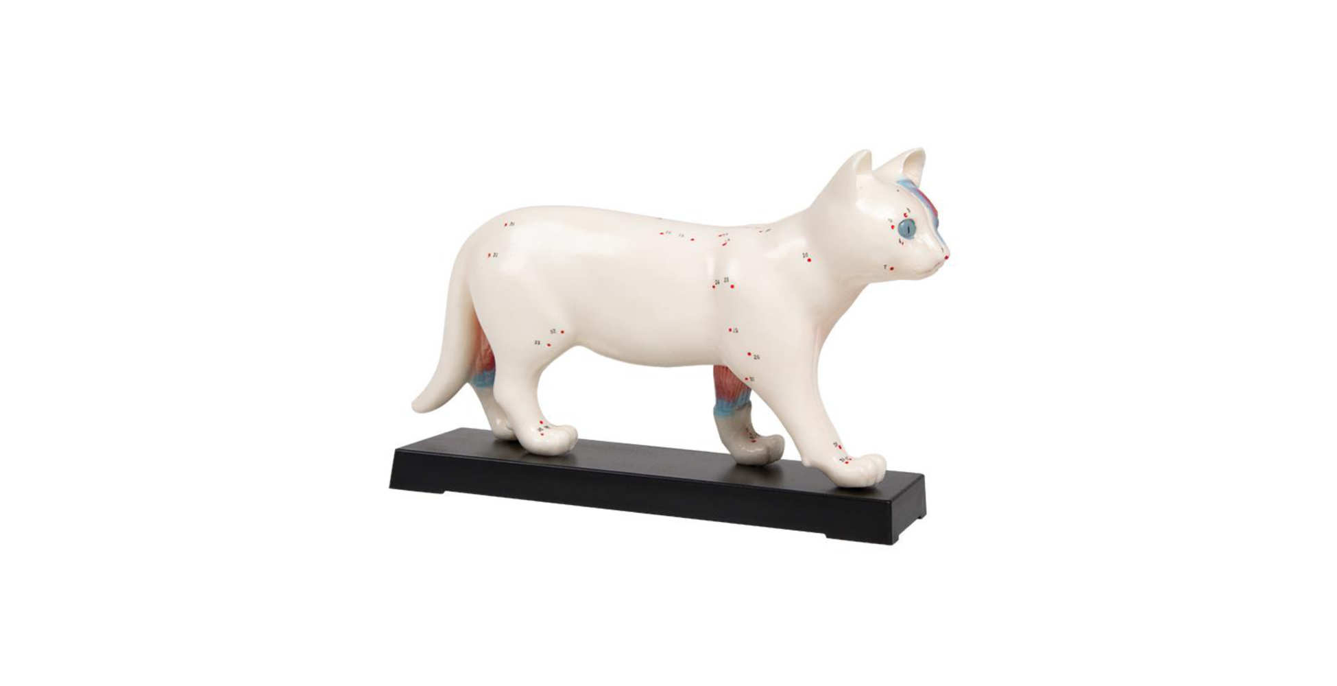 Modelo de acupuntura para gatos marca erler zimmer