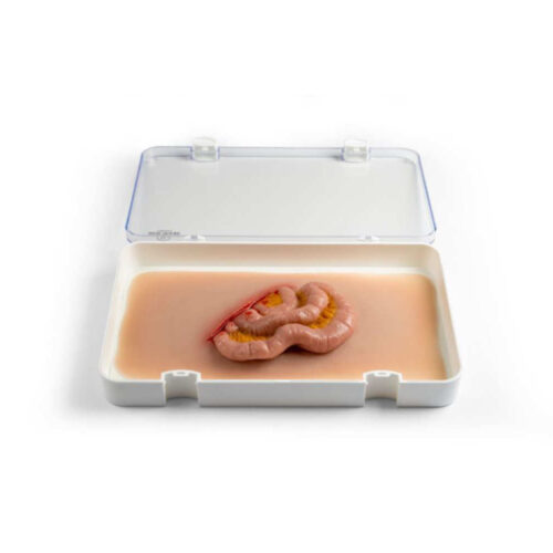 Simulador de heridas que simulan intestino delgado protruyendo uno marca erler zimmer